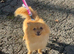 Adult female Pom