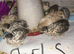 QUAILS,POINT OF LAY CHINESE BUTTONS!