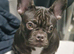 French bulldog brown and brindle and black 5months old