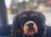 KC Reg 3yr old CKCS female
