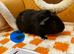Bonded Baby Male Guinea Pigs