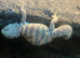 Ornate Uromastyx at Birmingham Reptiles