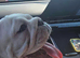 Female English Bulldog
