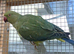 for sale ringnecks £200 each semi tame and cockatiels £80 each