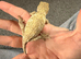 Male leachieanus gecko
