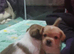 Shih tzu / Jack russell male