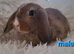 Gorgeous 8 week old Mini Lop Baby Rabbits For Sale