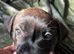 Staffy x dachshund jacky