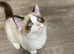 TICA Registered Ragdoll kittens x 2