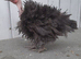 5 young bantam chickens
