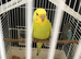Baby crown budgie
