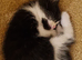 8 week old little boy kitten