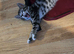 BEAUTIFUL KITTENS