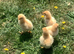 Buff Orpingtons, 3 day old chicks