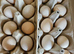 Pekin fertile hatching eggs