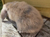 Mini lop harlequin doe