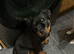 Kc registered rotties