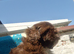 Beautiful Shih Tzu Girls Looking for Their Forever Homes