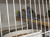 Budgies