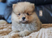 2 pomeranian boys
