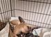 Puppy's for sale