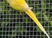 Breeding Pair Ringnecks