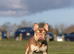 Rojo and tan French bulldog