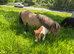 SPSBS registered mini shetland colt foal. SKEWBALD MUSHROOM