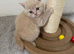 Fawn British Shorthairs