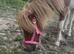 Amazing shetland yearling