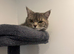 Beautiful BSH male cat