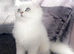Chinchilla persian kitten