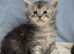 Maine coon kittens, ready soon