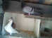for sale pair white race pigeons