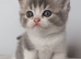Gorgeous pedigree kittens