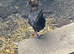 Pair of polish chickens