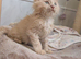Tica pedigree male kitten