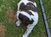 Sproker puppies for sale