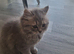 Beautiful purebred british long haired girl