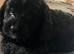 Adorable puppies ready 30th AUGUST