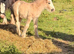 14h 5 year old mare and 26 day old foal out of 15.2h stepping cob