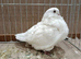 Pure white Chinese owl pigeons