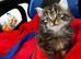 Stunning female kitten looking for a loving home
