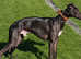 Nelson ..Sporting Whippet
