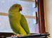 Stunning young Indian ringnick parrot