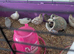 Chinese painted quail 5 week old off heat