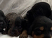 7 Beautiful Doxiepoos
