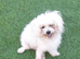 Bichon