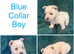 7 Wonderful Westie Pups