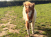 Miniature Shetland pony